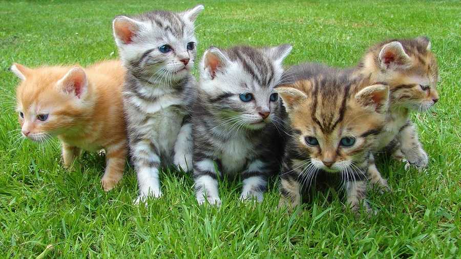 Pennsylvania shelter has 100+ kittens, cats; No fee to adopt Pennsylvania shelter has 100+ kittens, cats; No fee to adopt