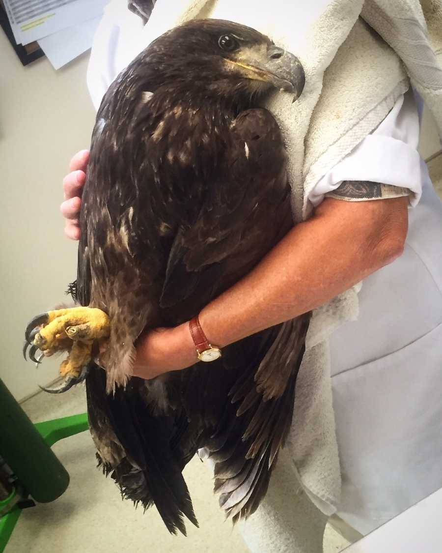 PHOTOS Eagle injured in trap