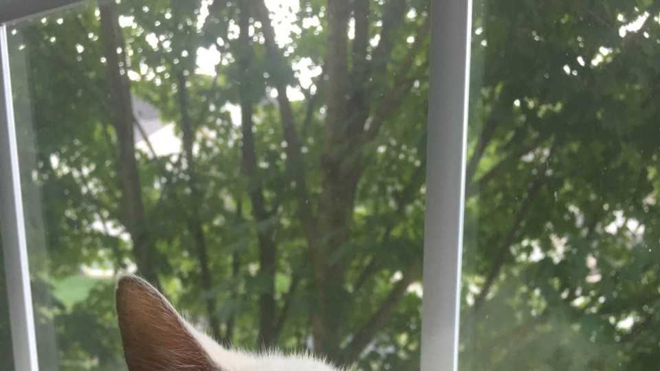 Lost Lancaster cat reunited with owner after 8 years