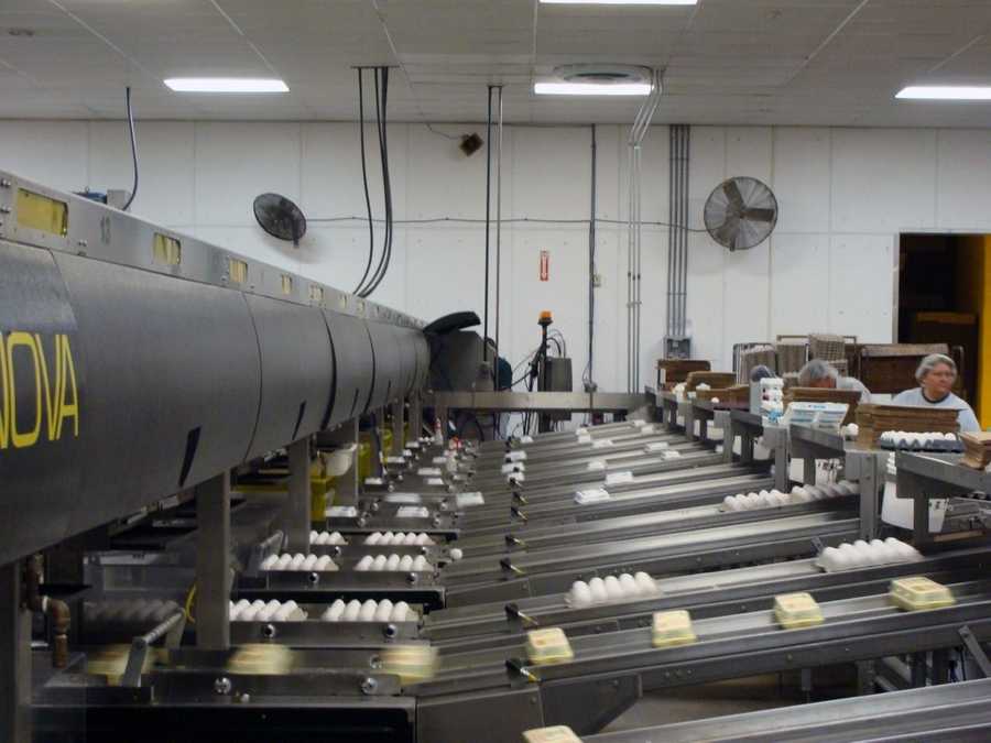 50 Photos Tour egg processing plant in Lancaster County
