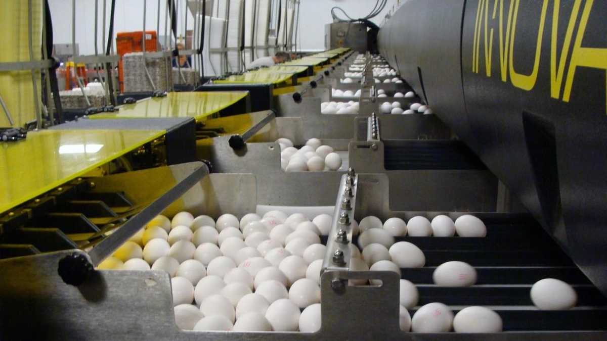 50 Photos Tour egg processing plant in Lancaster County