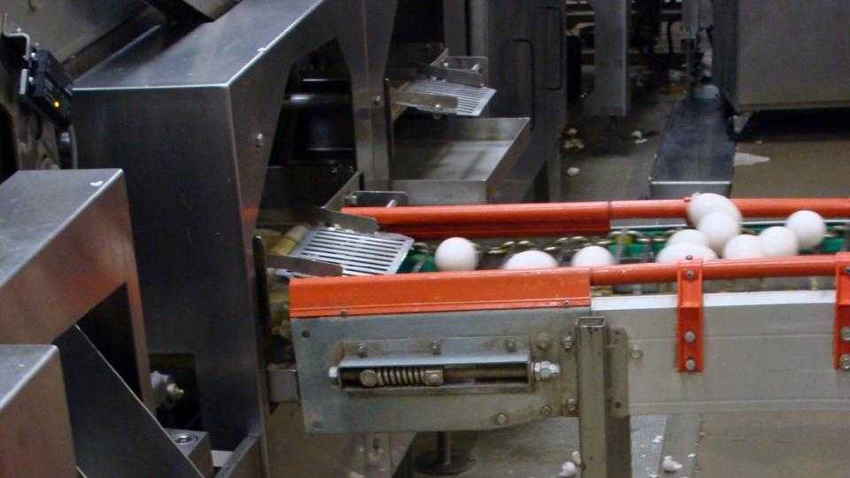 50 Photos Tour egg processing plant in Lancaster County