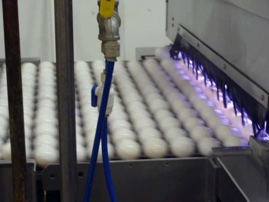 50 Photos Tour egg processing plant in Lancaster County