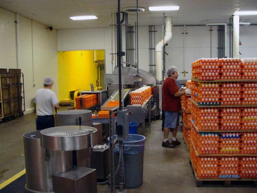 50 Photos Tour egg processing plant in Lancaster County
