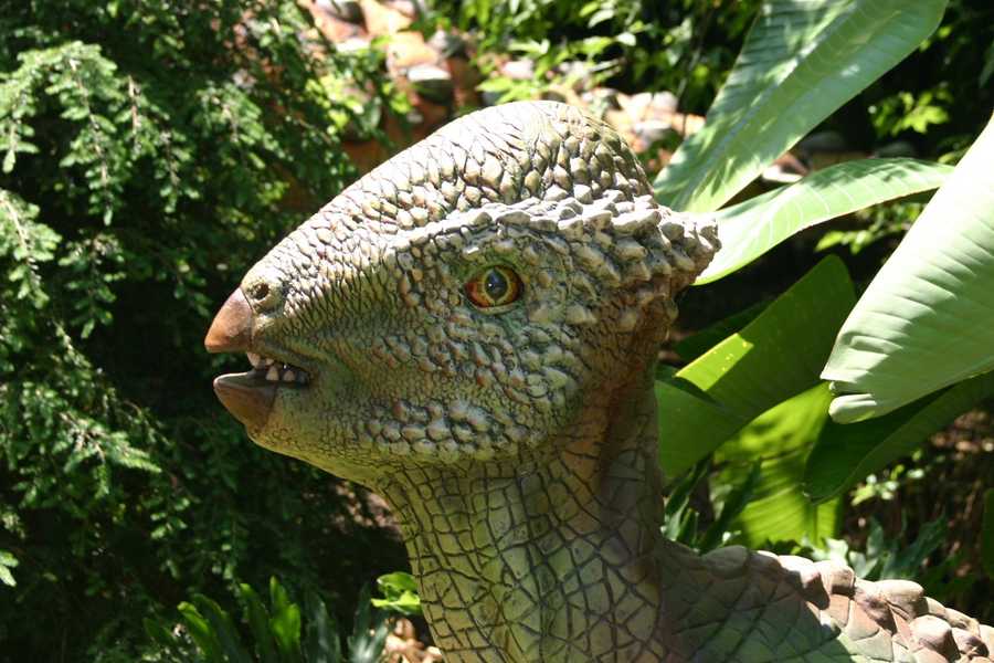 dinosaur with bony head