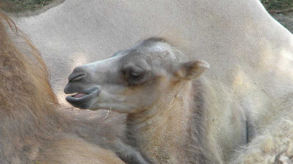Images: Baby camel born at Milwaukee County Zoo