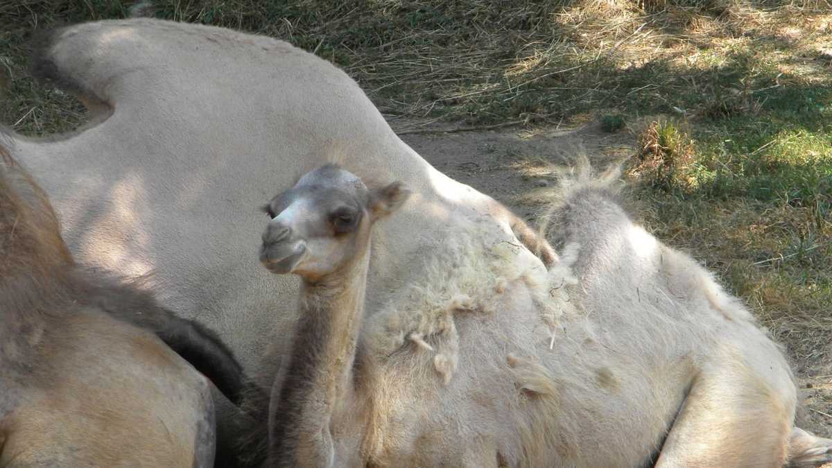 Images: Baby camel born at Milwaukee County Zoo