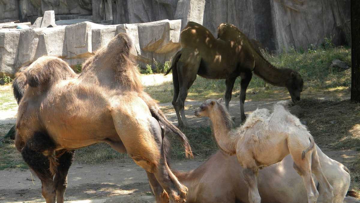 Images: Baby camel born at Milwaukee County Zoo
