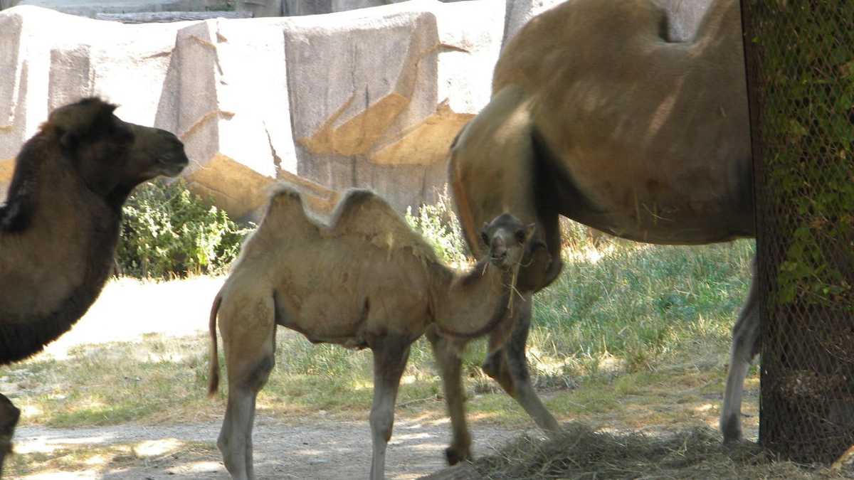 Images: Baby camel born at Milwaukee County Zoo