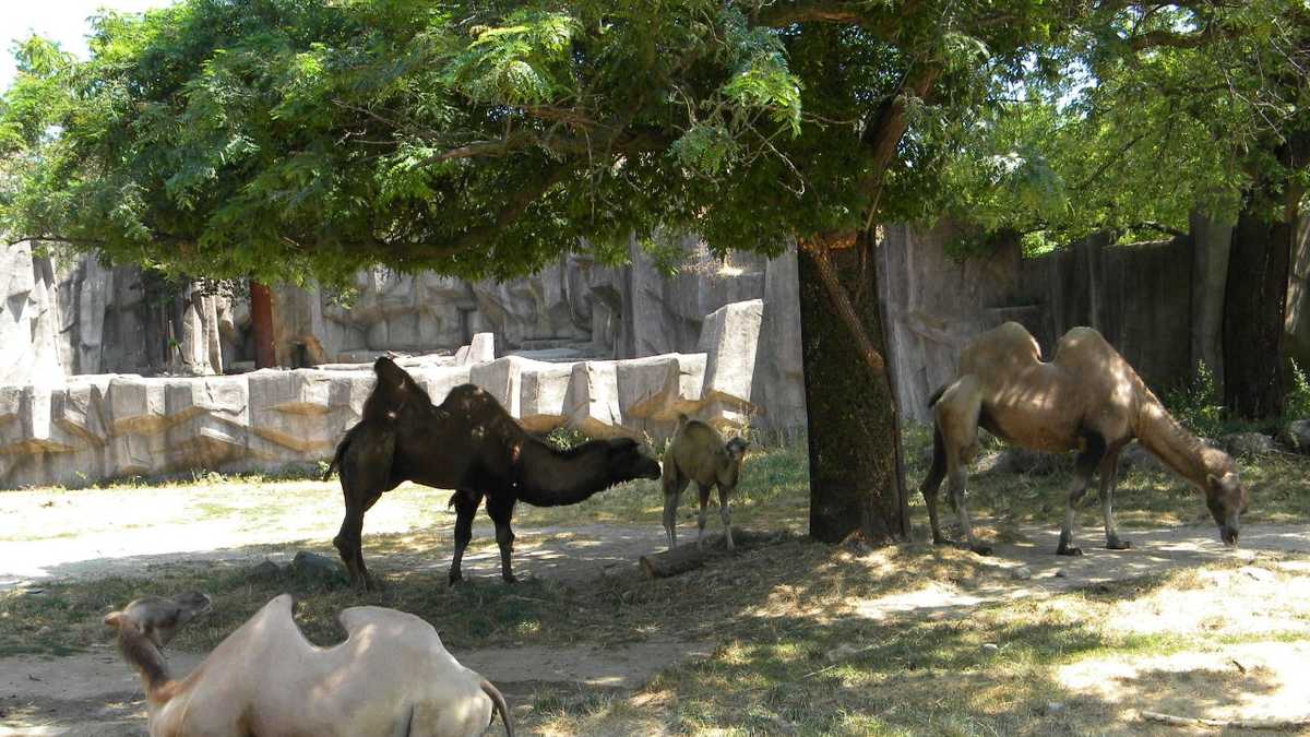 Images: Baby camel born at Milwaukee County Zoo
