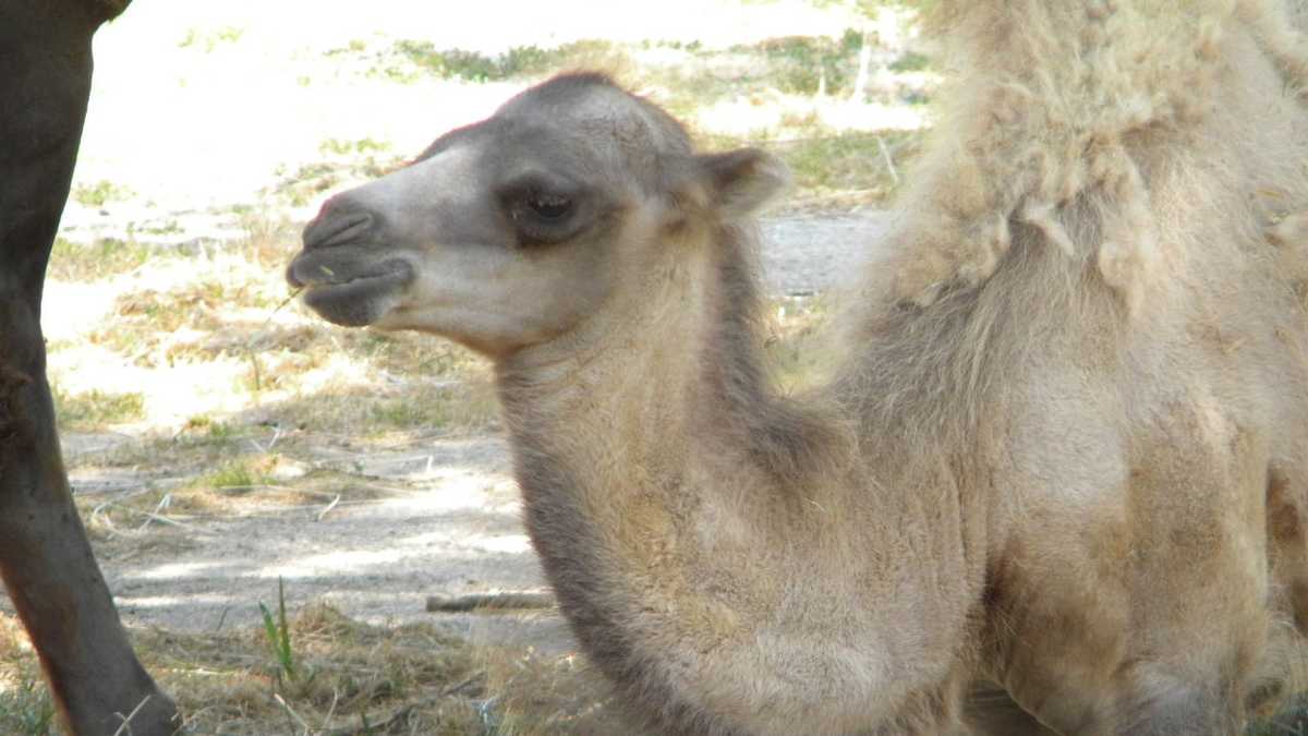 Images: Baby camel born at Milwaukee County Zoo