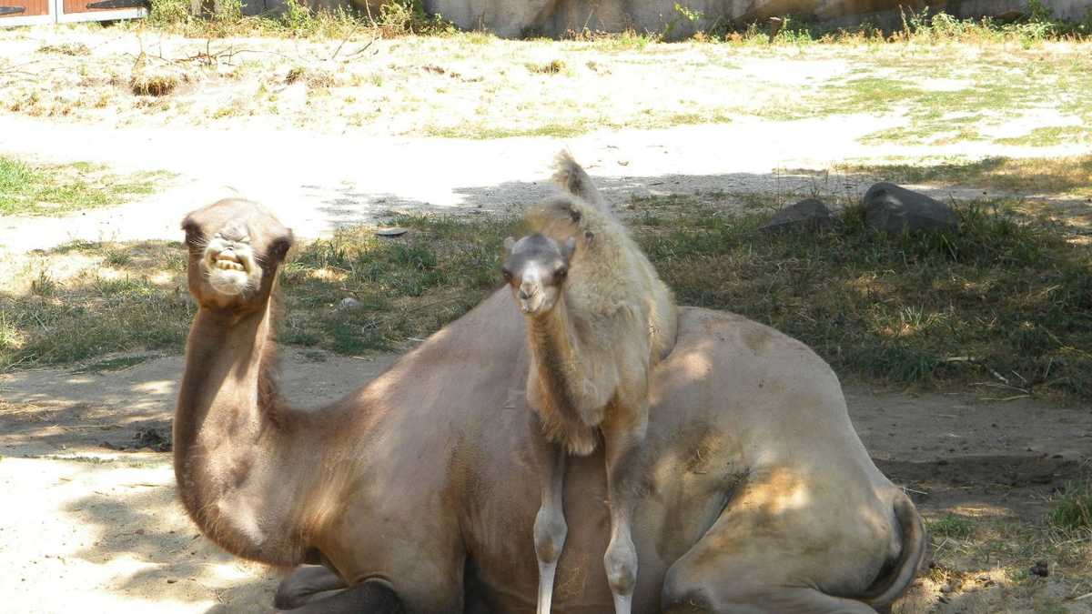 Images: Baby camel born at Milwaukee County Zoo