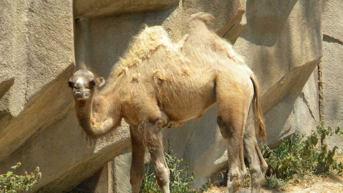 Images Baby camel born at Milwaukee County Zoo