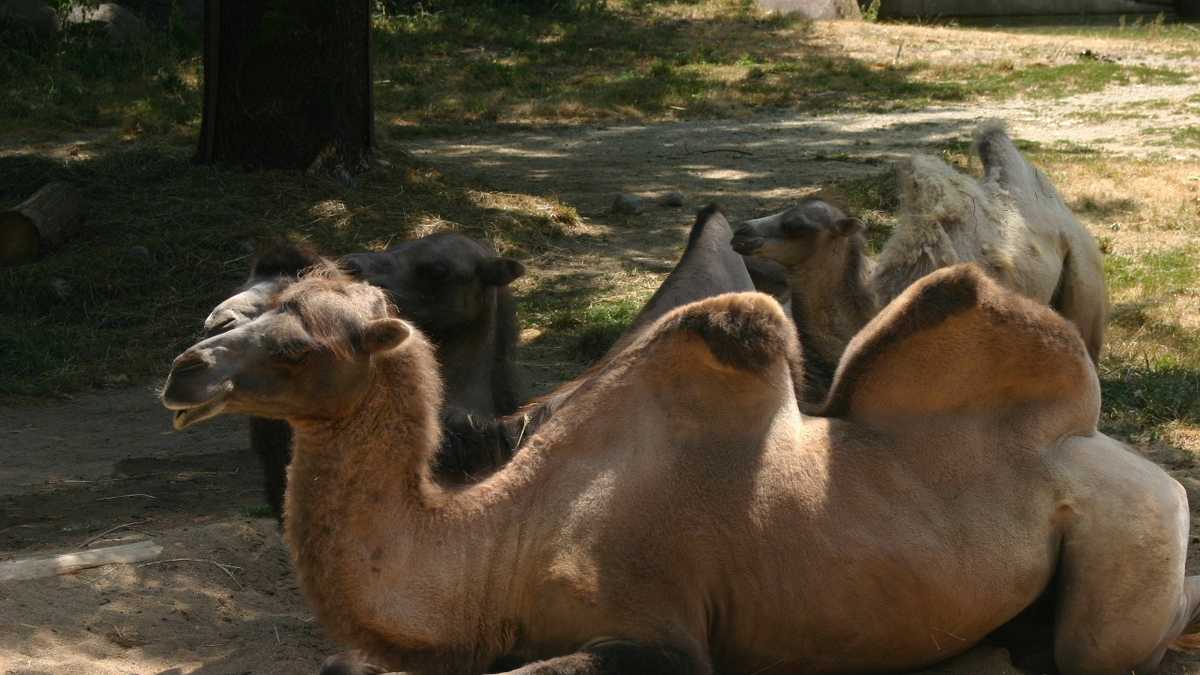 Images: Baby camel born at Milwaukee County Zoo