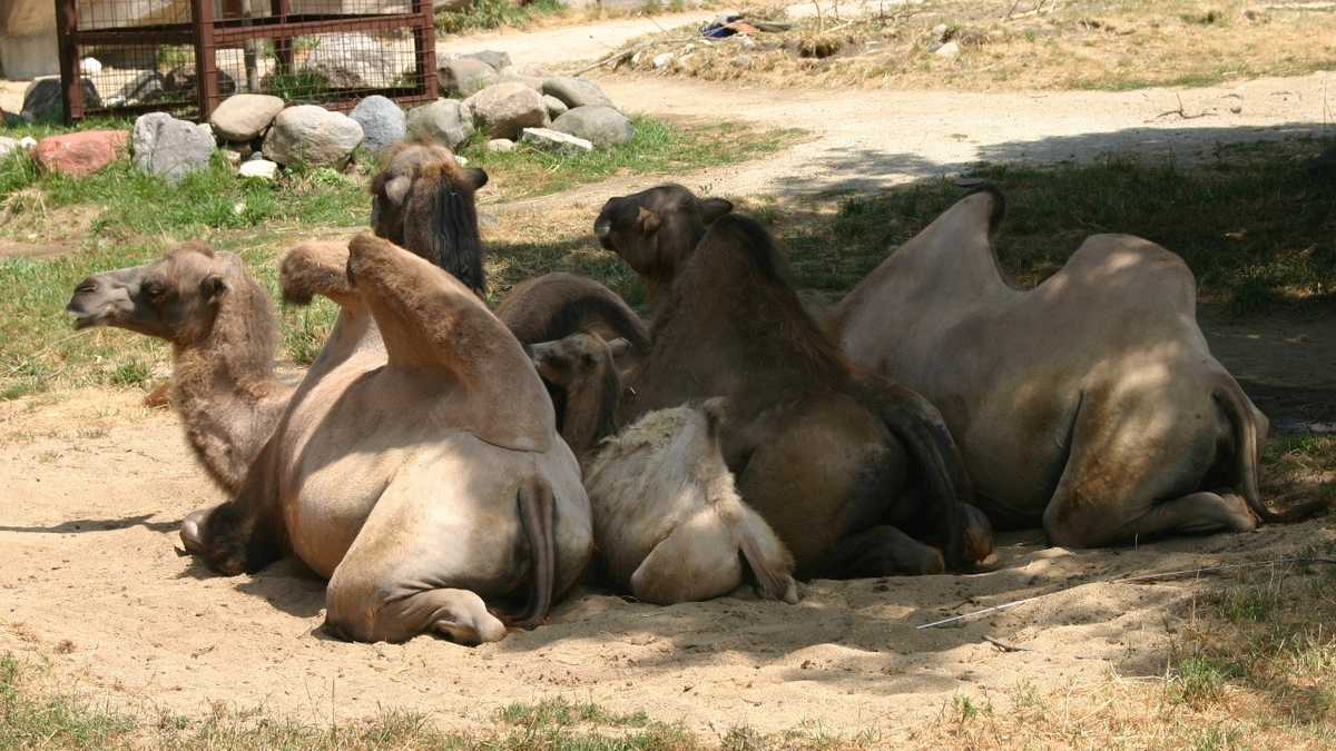 Images: Baby camel born at Milwaukee County Zoo