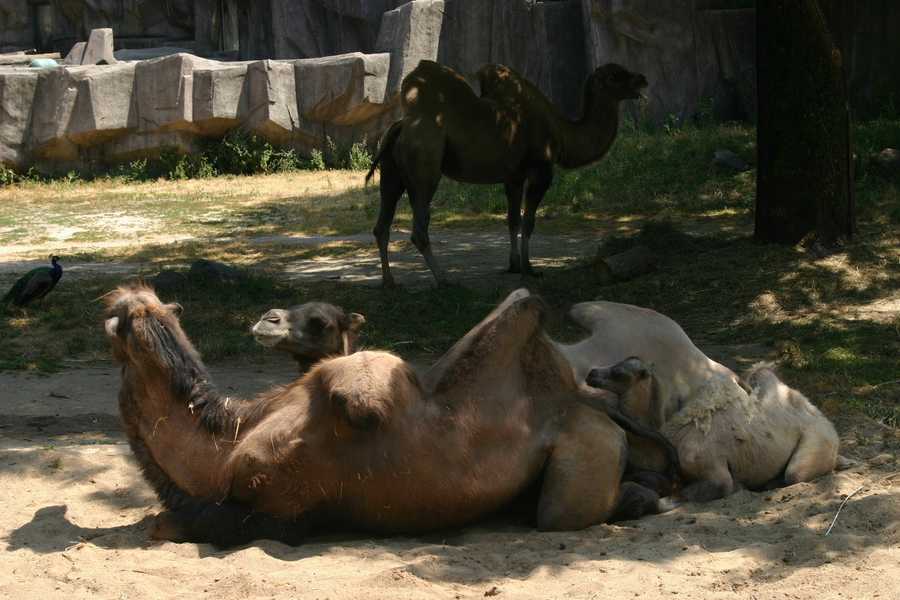 images: baby camel born at milwaukee county zoo