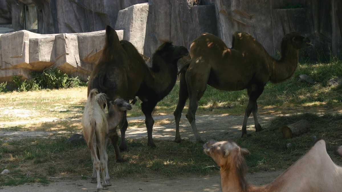 Images: Baby camel born at Milwaukee County Zoo