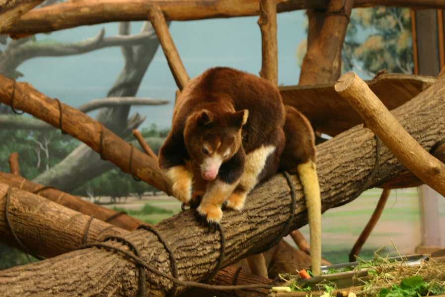 Images: Baby tree kangaroo at zoo