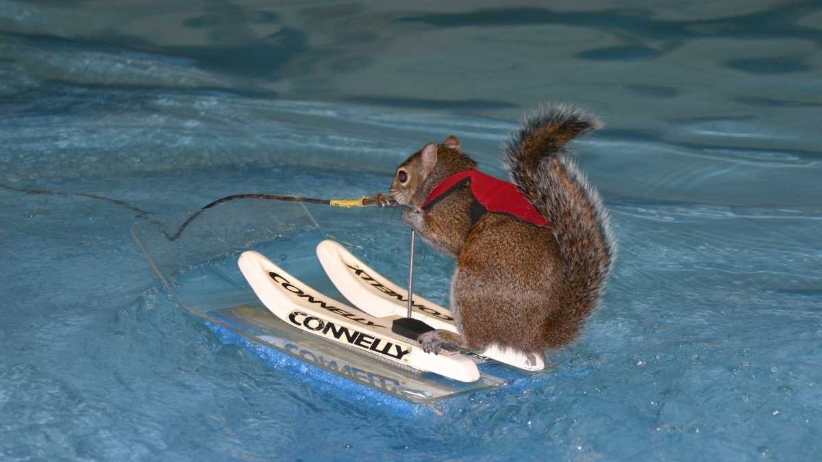 Photos: Twiggy the water skiing squirrel