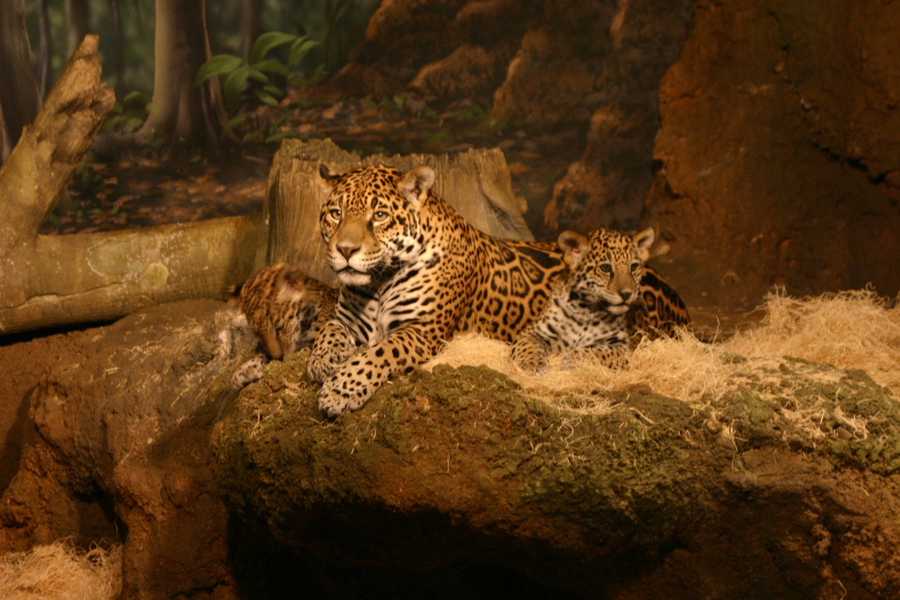 Jaguar cubs unveiled at Milwaukee zoo