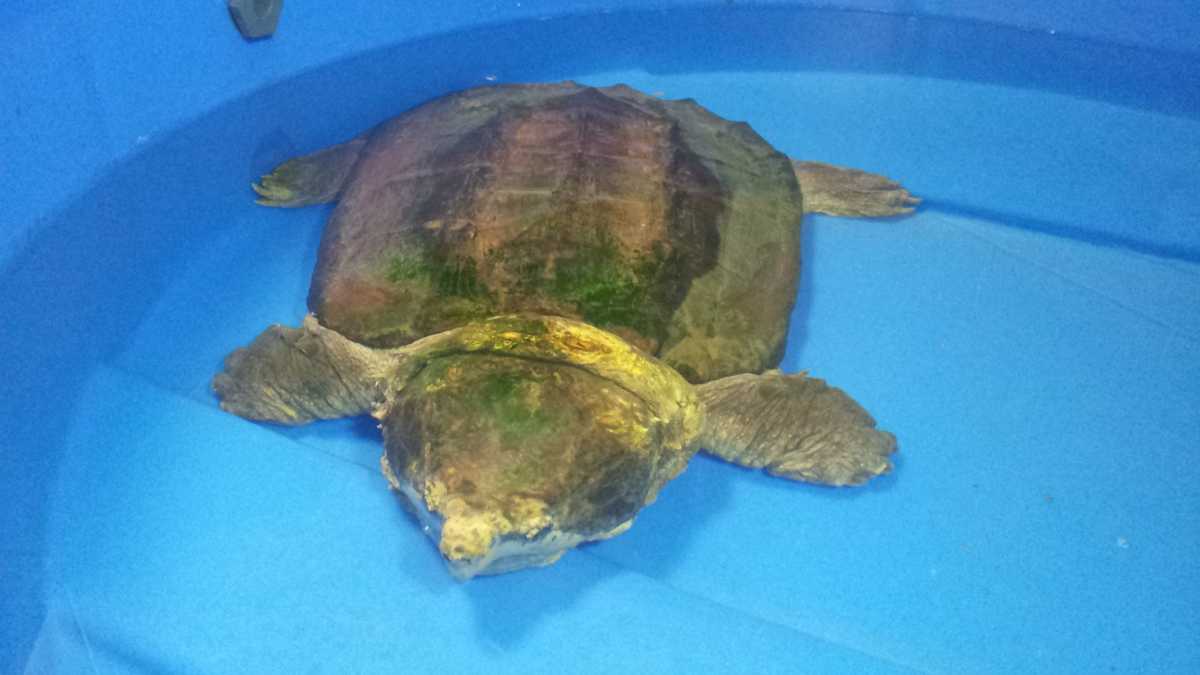 Ten reptiles remain under quarantine at Racine Zoo