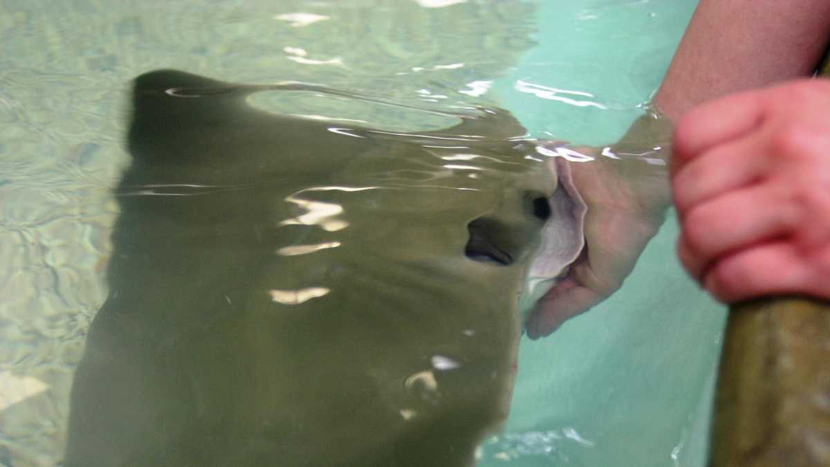Touch the animals, please! Stingray exhibit opens at zoo