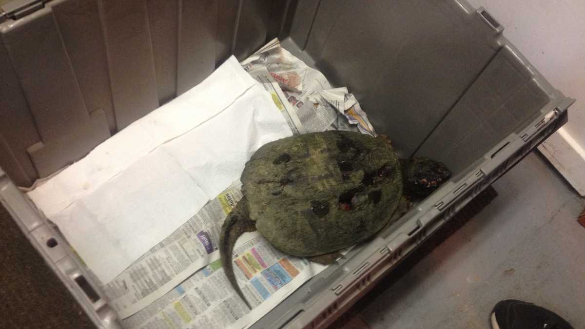 Snapping turtle beaten on Delavan golf course