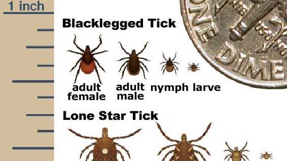 can ticks make a dog aggressive