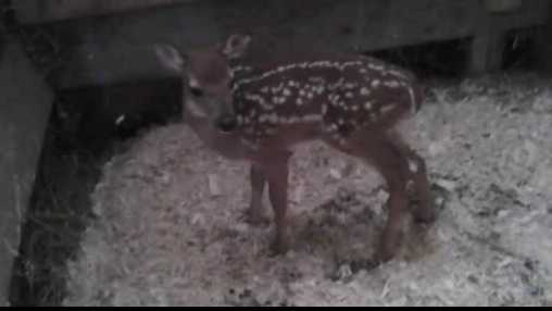 Armed agents raid animal shelter for baby deer Armed agents raid animal shelter for baby deer
