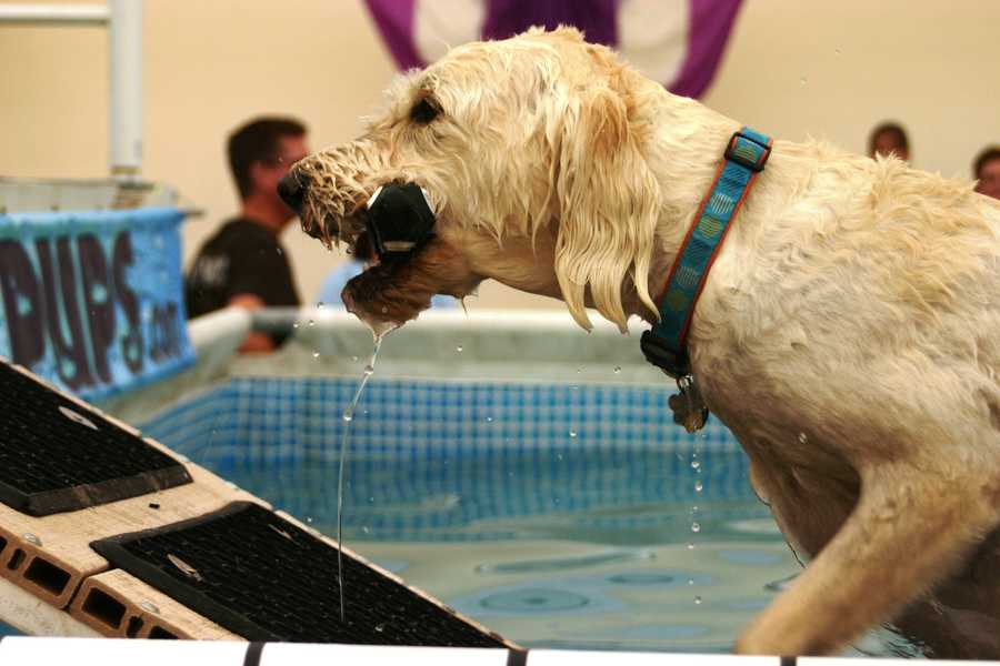 Photos Doggie diving competition at WI State Fair