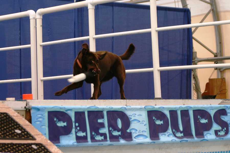 Photos Doggie diving competition at WI State Fair