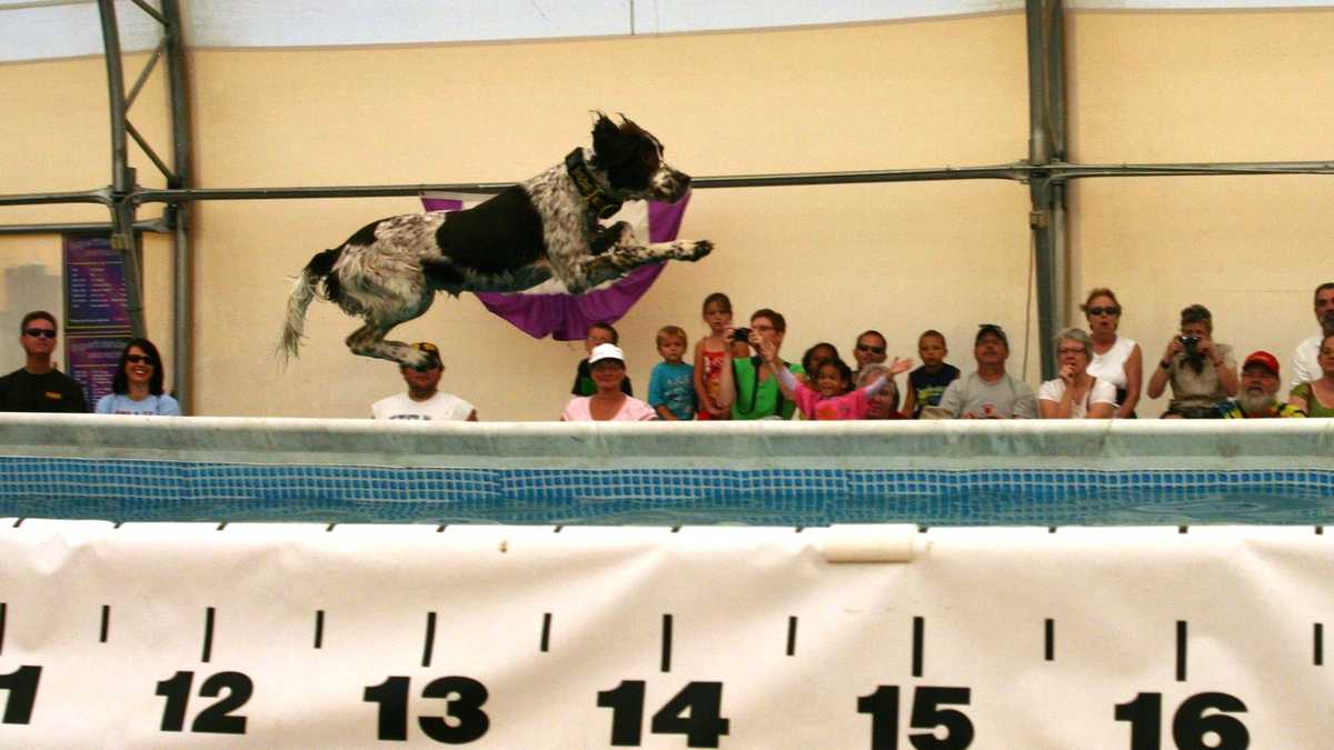 Photos Doggie diving competition at WI State Fair