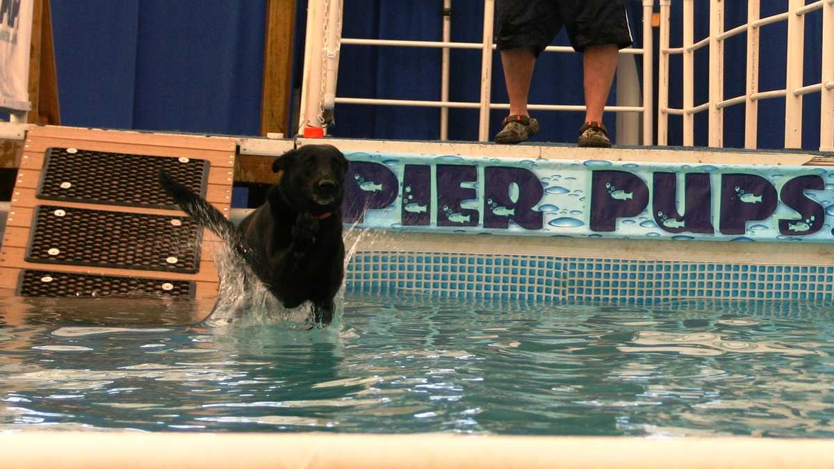 Photos Doggie diving competition at WI State Fair