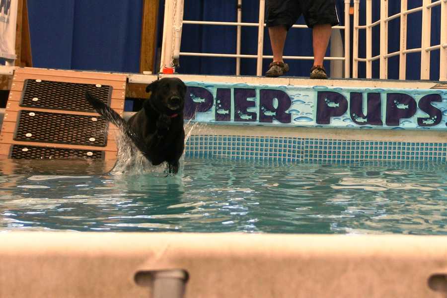 Photos Doggie diving competition at WI State Fair