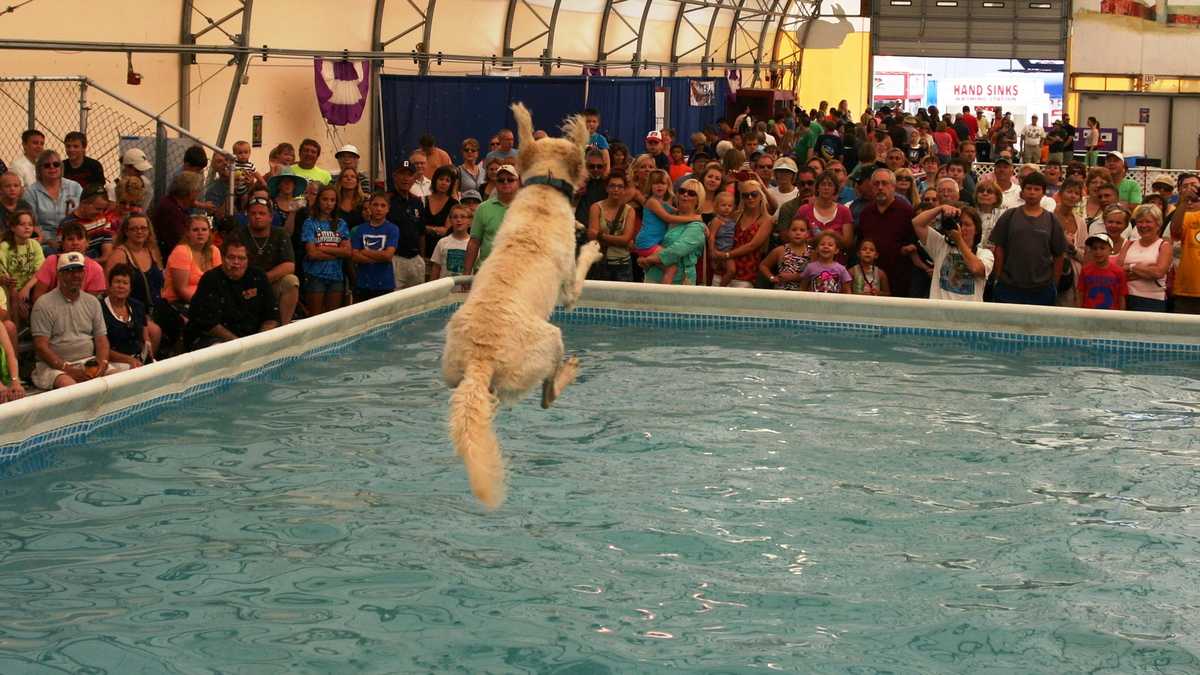 Photos Doggie diving competition at WI State Fair