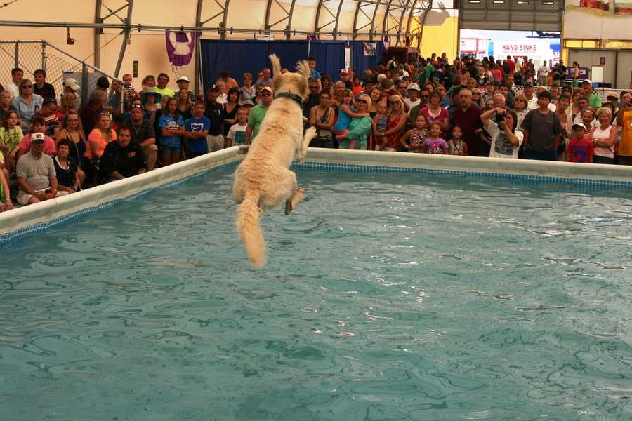 Photos Doggie diving competition at WI State Fair