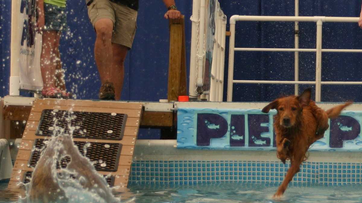 Photos Doggie diving competition at WI State Fair