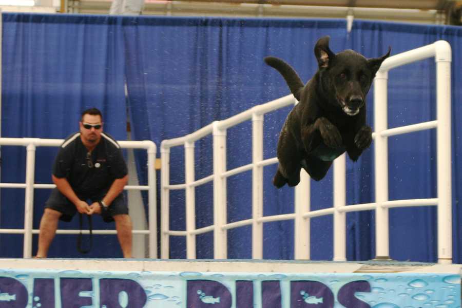 Photos Doggie diving competition at WI State Fair