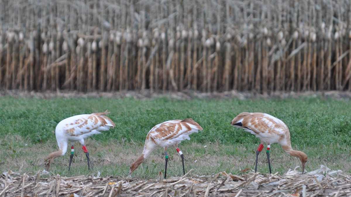 Whooping cranes in Horicon will soon begin migration to Florida