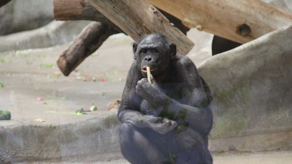 Zoo Babies Adorable Bonobos Born At Milwaukee Zoo