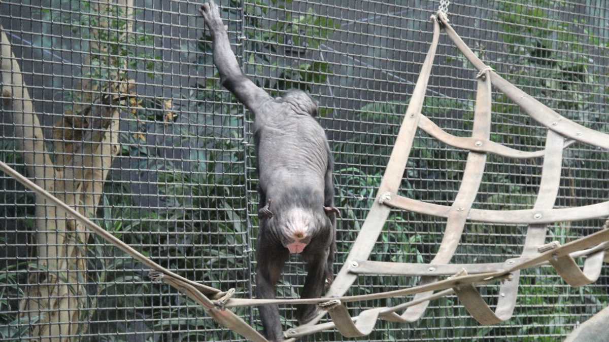 Zoo babies! Adorable Bonobos born at Milwaukee Zoo