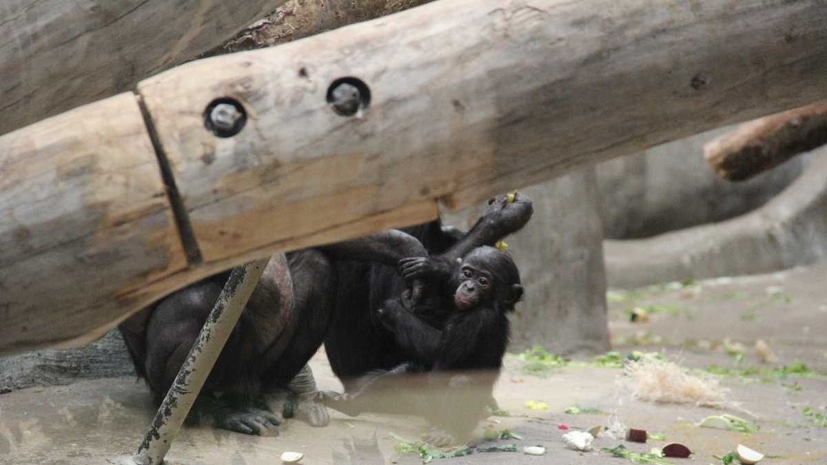 Zoo Babies Adorable Bonobos Born At Milwaukee Zoo