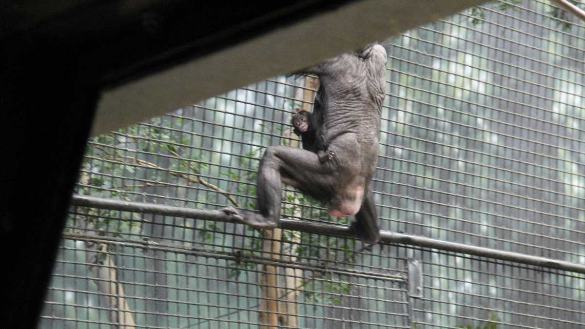 Zoo Babies Adorable Bonobos Born At Milwaukee Zoo