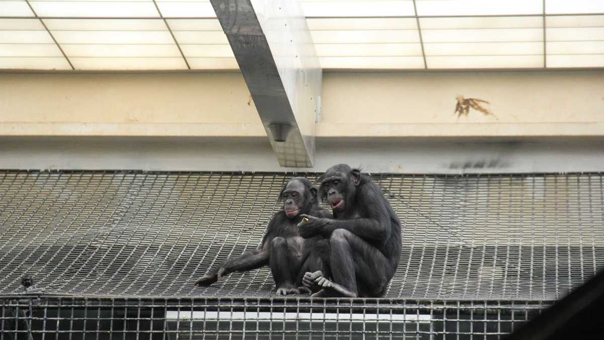 Zoo Babies Adorable Bonobos Born At Milwaukee Zoo