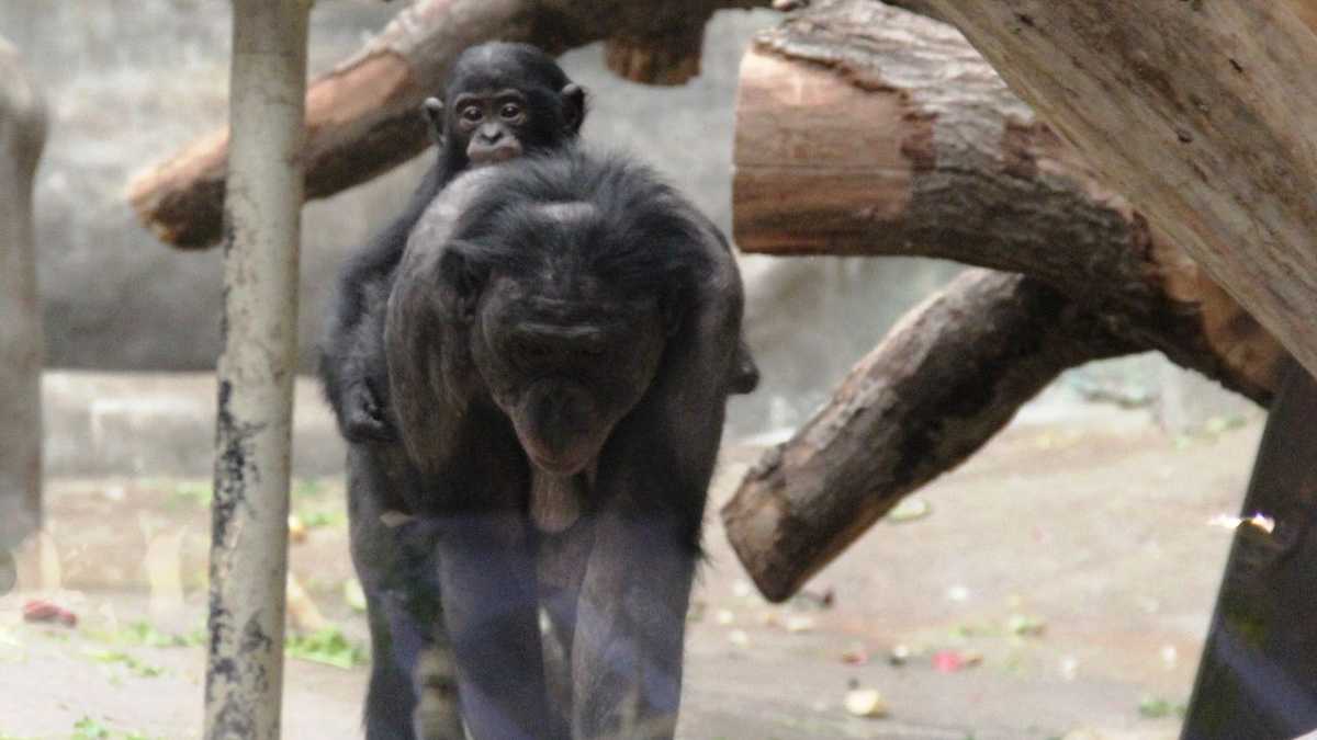 Zoo Babies Adorable Bonobos Born At Milwaukee Zoo