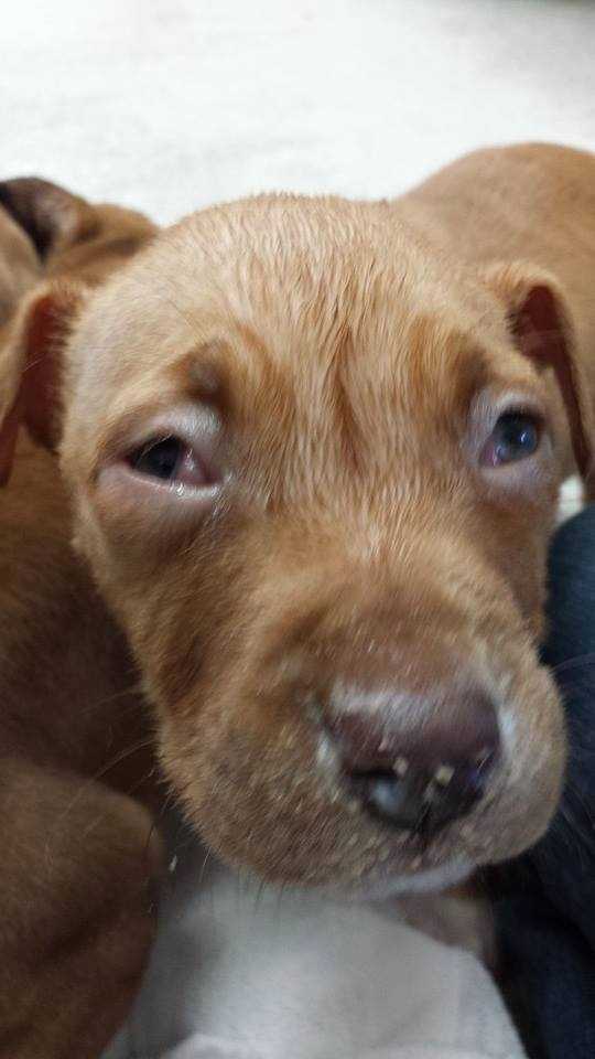 fond du lac humane society cats