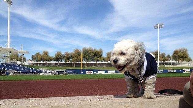 Paws down! Hank the Brewers dog arrives in Milwaukee