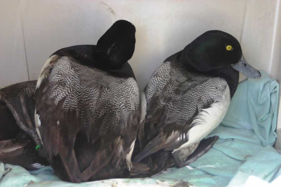 Images Ducks Released On First Day Of Spring After Harsh Winter