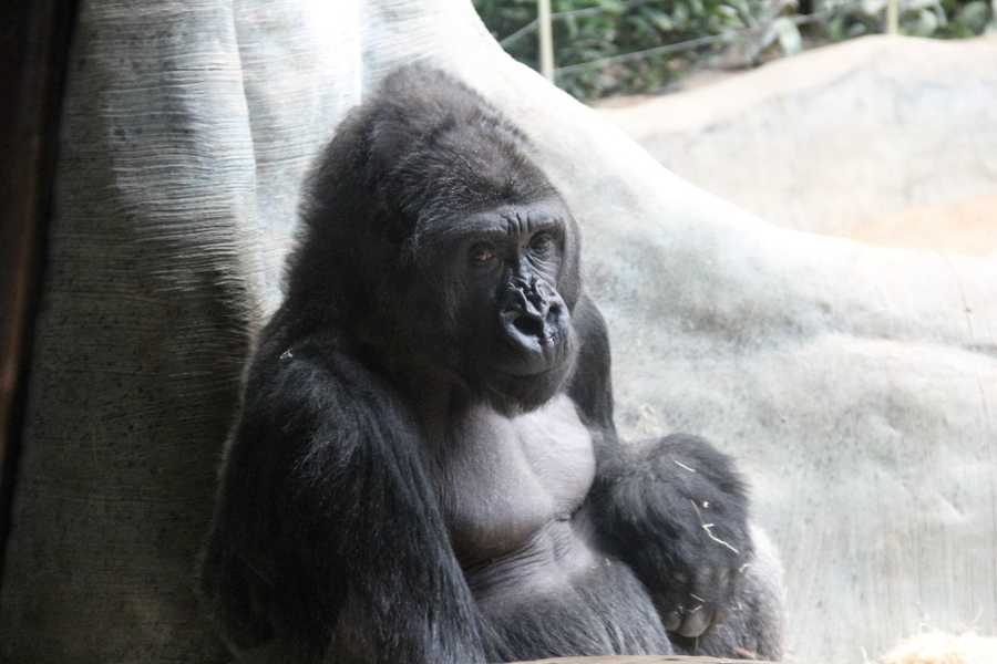 Baby gorilla born at Milwaukee Zoo