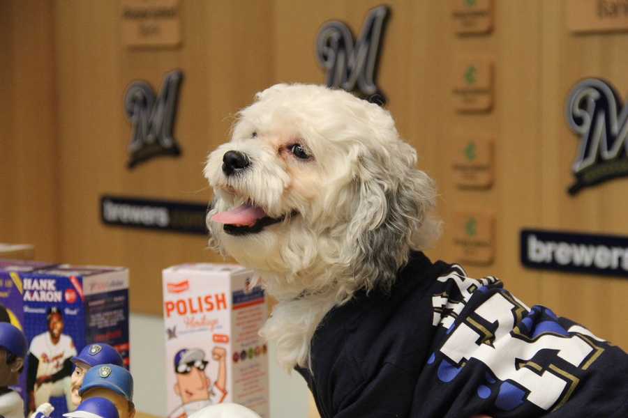 Brewers' Promotion Will Feature a 'Hank the Ballpark Pup